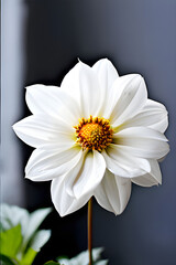 White daisy flower 