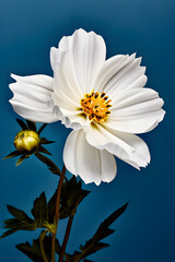 white daisy flower