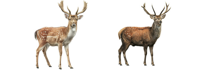 Fototapeta premium Two deer standing side by side, isolated on transparent background