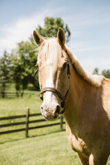 Obraz premium Palomino horse outside of barn in the sunshine