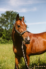 Brown horse outside barn in sunshine