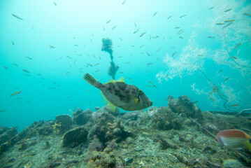 Female Leatherjacket Fish - New Zealand
