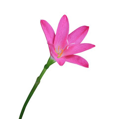 Pink Rain Lily or  Fairy Lily flowers. Close up pink flower on stalk isolated on white background.