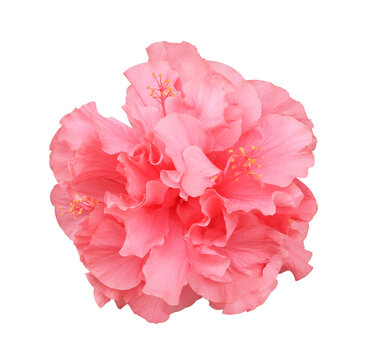Shoe Flower or Hibiscus or Chinese rose flower. Close up of pink hibiscus flower bouquet isolated on transparent background.	