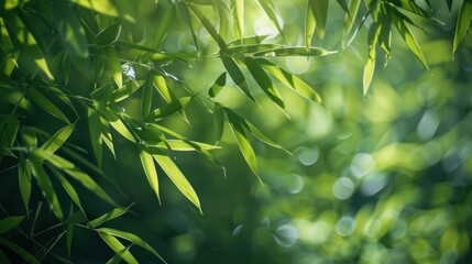 Fototapeta premium Sunlight Through Bamboo Leaves