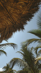 Beach with palm trees in summer