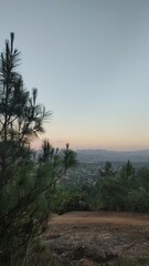 Pine tree with a beautiful sunset in the background