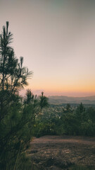 Pine tree with a beautiful sunset in the background