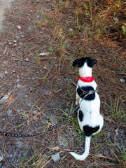 Jack Russell terrier puppy in the forest