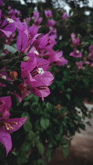 Purple bush bougainvillea flowers