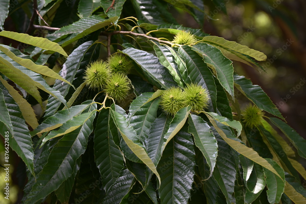 Sticker Japanese chestnut flowers.Fagaceae deciduous fruit tree.Diclinous and insect-pollinated, attracting insects with the scent of the male flowers.