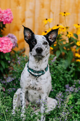 portrait of a dog with flowers