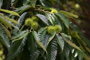 Japanese chestnut flowers.Fagaceae deciduous fruit tree.Diclinous and insect-pollinated, attracting insects with the scent of the male flowers.