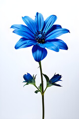 blue flower on white background