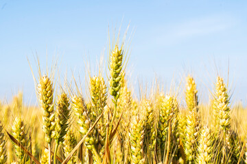 Fototapeta premium The wheat in the field is ripe