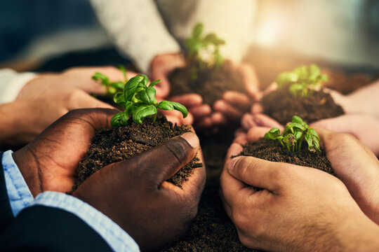 Group, hands and plants for sustainable business growth, teamwork and support in eco friendly project. People in circle with palm, soil and sprout for startup hope, prosperity and green investment