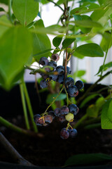 close up blueberry fruit with green leave for gardening background.