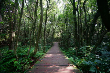 Obraz premium fine boardwalk to deep forest
