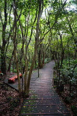 Obraz premium fine boardwalk to deep forest