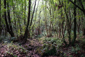 dense primeval forest with pathway