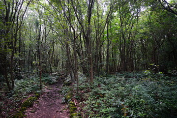 dense primeval forest with pathway