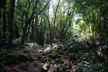dense primeval forest with pathway