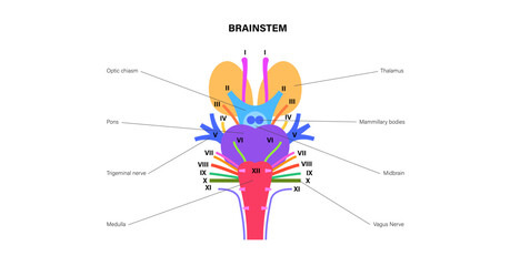Cranial nerves anatomy