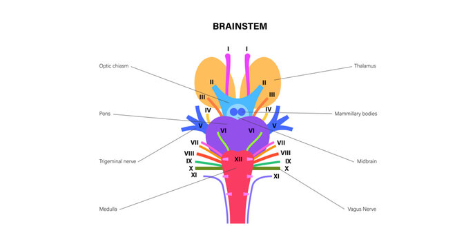 Cranial nerves anatomy