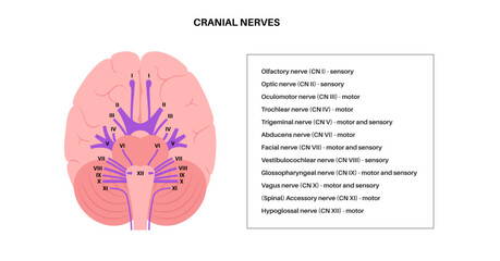Cranial nerves anatomy