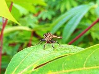 spider on a leaf