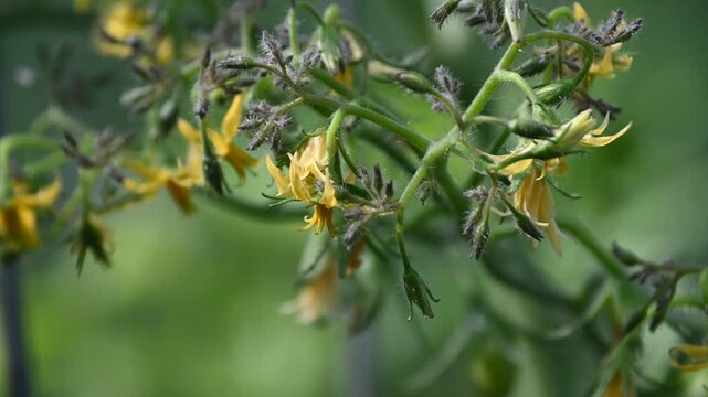Orange Grape Tomato plant blooming flowers close up with light wind. 
