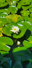 Lotus flowers in a pond blooming in summer
