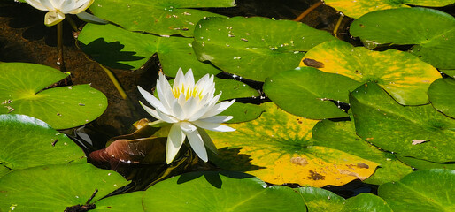 Lotus flowers in a pond blooming in summer