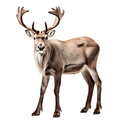 Fototapeta premium Reindeer png, AI generated