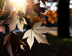 autumn leaves in the park