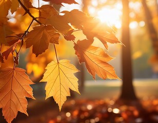 autumn maple leaves