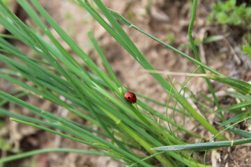 Ladybug
