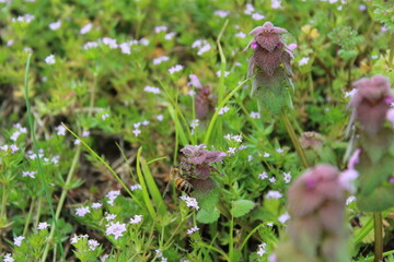 Bee on Flower