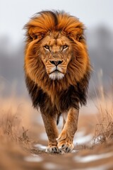 Dominant male lion strides confidently across the savannah, gaze fixed forward, in a natural wildlife setting