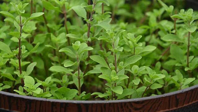 Healthy and fresh plants of Sweet Marjoram in a pot closeup with light wind