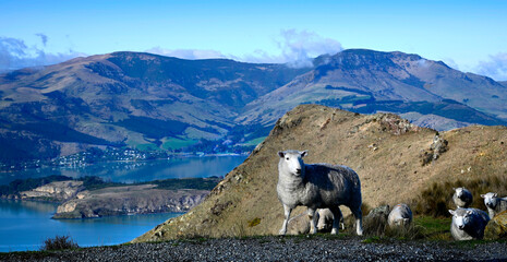 Sheep Grazing at the top of the Port Hills, Lyttelton, Canterbury © NigelSpiers
