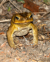 Feral cane toad in outback Qeensland, Australia.