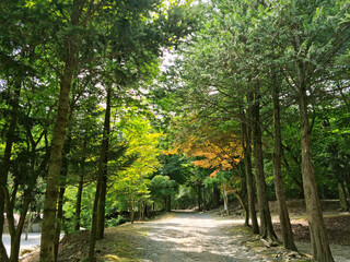 
It is a forest road lined with trees.