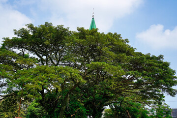 a large trembesi tree with a mosque tower at the end of the tree, with a sky background for...