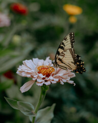 butterfly on flower