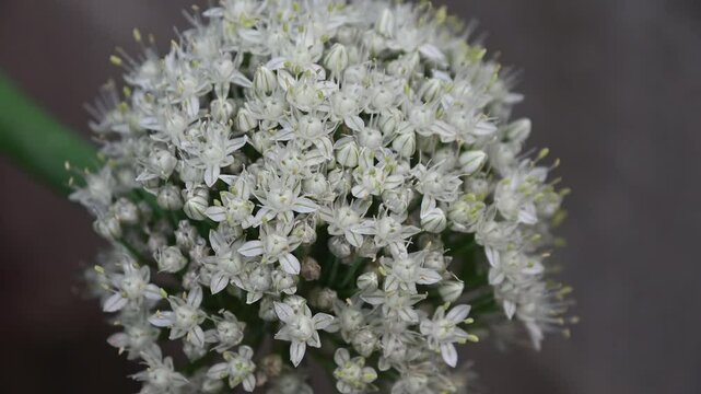 White spherical onion flowers closeup with light wind