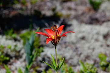 A Wood Lily at Hoeft State Park near Rogers City Michigan.
