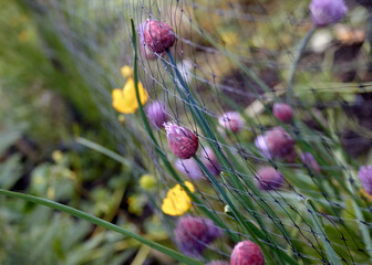 Chives and Flowers