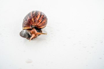 Filled garden snail on white with empty photocopy space.