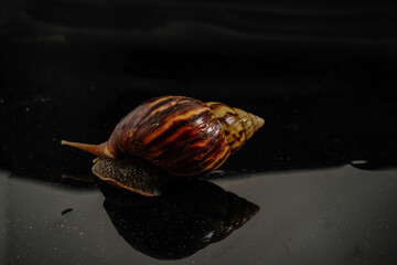Filled garden snail on black with empty photocopy space.